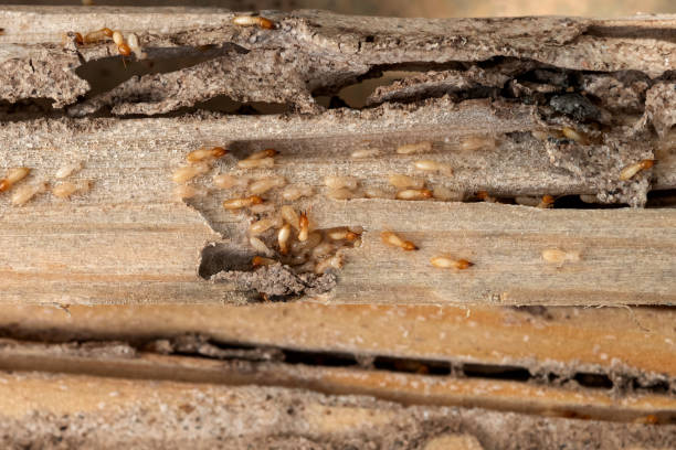 Flea Control Services in Highspire, PA